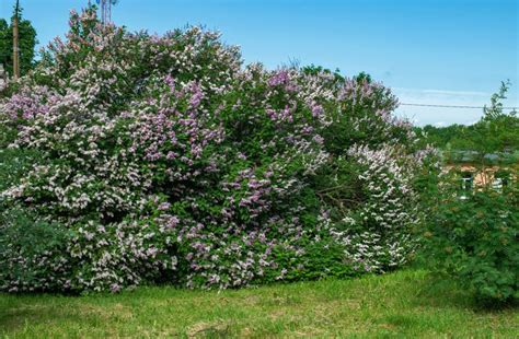 16 Best Shrubs for the Front of Your House to Create Curb Appeal ...