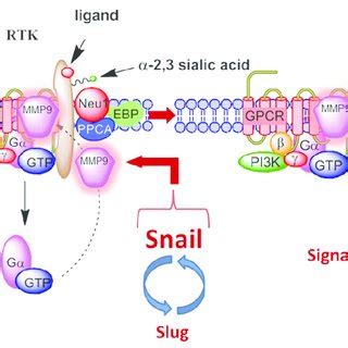 Neu Mmp Gpcr Signaling Platform In The Regulation Of Rtk And The