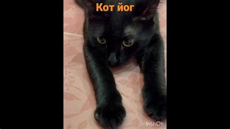 Кот йог - YouTube