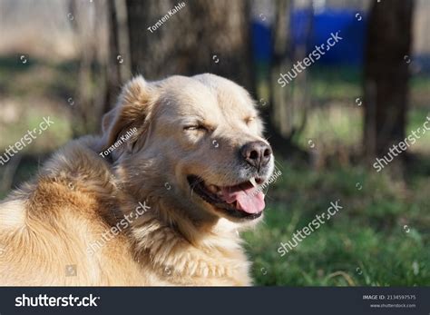 Funny Sneaky Laughing Dog Evil Thoughts Stock Photo Edit Now 2134597575