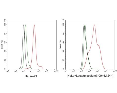 Lactyl Lysine Antibody PSH03 73 NBP3 33149 Novus Biologicals