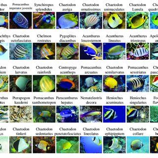 Coral Reef Fish Names