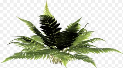 Наклейка раст PNG - AVATAN PLUS