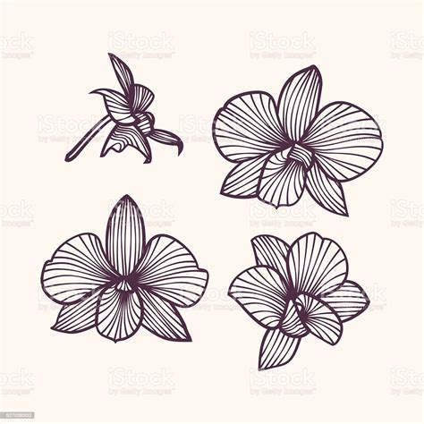 Stylized Drawing Orchids向量圖形及更多蘭花圖片 蘭花 亞洲和印度人 側影 Istock