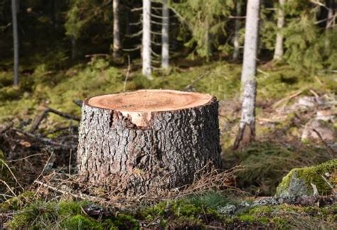 Se débarrasser d une souche d arbre conseils et solutions