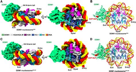 Mechanism Of Heterochromatin Remodeling Revealed By The DDM1 Bound