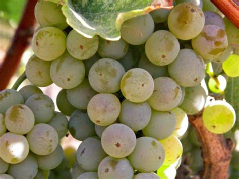 Вино Совиньон Блан (Sauvignon Blanc): особенности и отличия напитков из ...