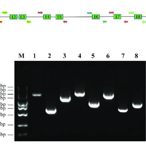 Amplification Of Promoter Region And Exons Of Human Cyp C Gene With