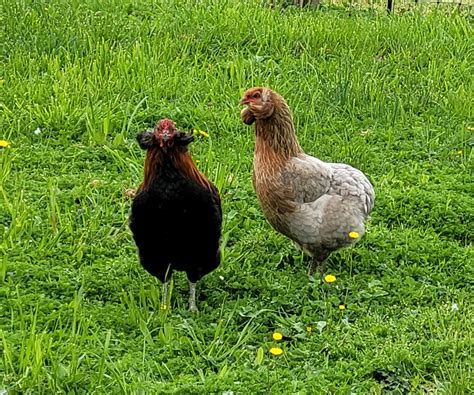 Oeufs à couver Araucana saumon doré Coco Eco