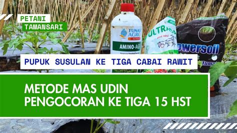 PENGOCORAN KE TIGA 15 HST MENGGUNAKAN METODE MAS UDIN TANAM CABAI