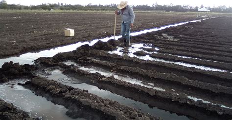 Por un uso más eficiente del agua en la agricultura UNAM Global