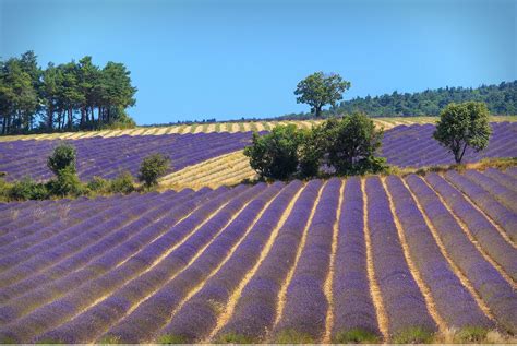 Lavender bloom in Provence - Transglobe