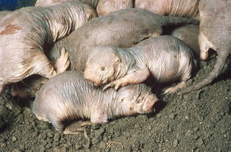 What Can Naked Mole Rats Teach Researchers About Longevity And Resilience Shots Health News
