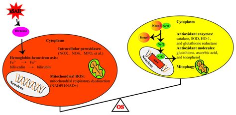 Oxidative Stress and Intracranial Hypertension after Aneurysmal