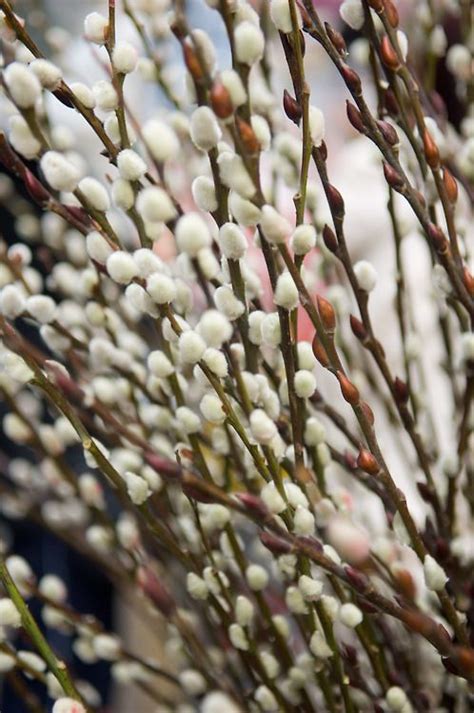 Willow Pussy Falk Nurseries