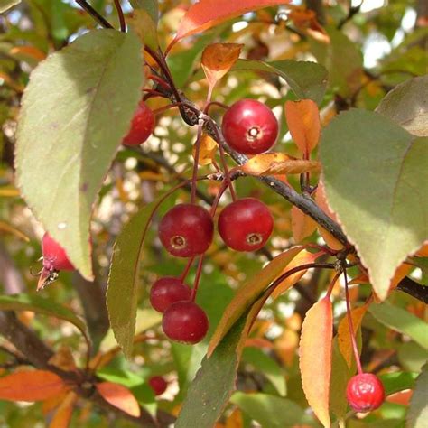 crabapple trees   grow  care  flowering crabapples