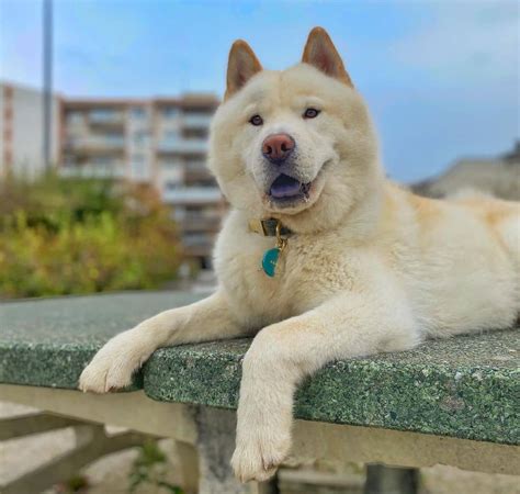 Chow Chow Husky Mix Chusky Owners Guide Husky Ts