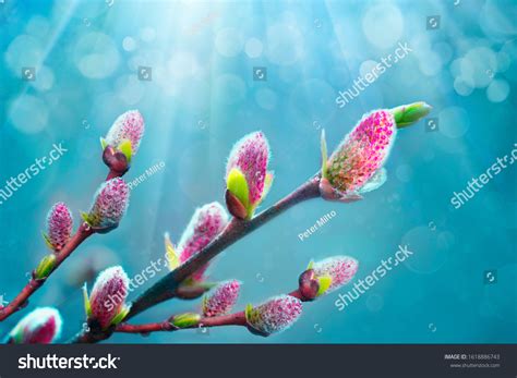 Spring Willow Pussy Flower On Turquoise Stock Photo Shutterstock