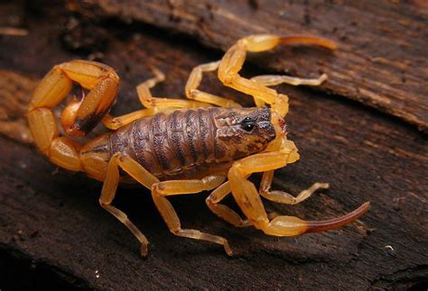 O Que Mata Escorpião Amarelo - Escorpião Amarelo é Perigoso? Como é sua Picada? | Mundo Ecologia