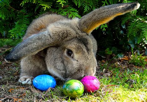Osterhase Foto & Bild | tiere, haustiere, nagetiere & kaninchen Bilder