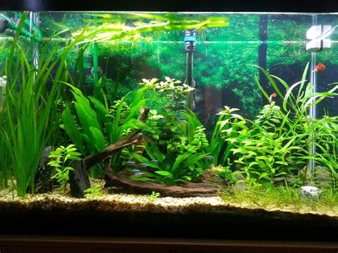 Freshwater Live Plants For Aquariums