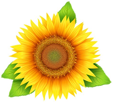 Free 273 Clipart Sunflowers Images Svg Png Eps Dxf File Free Svg Cut