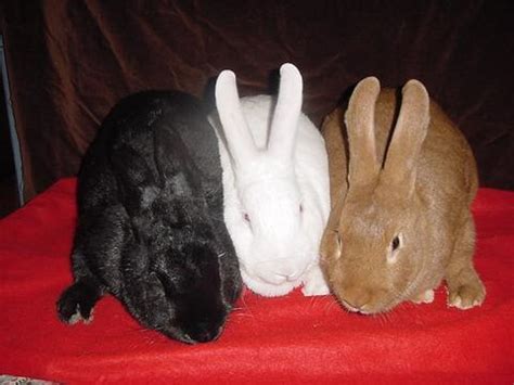 Welcome To The Rabbit Geek!: New Zealand Rabbit Colors