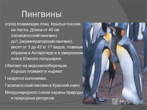 Презентация на тему: "Пингвины отряд плавающих птиц. Крылья похожи на ...