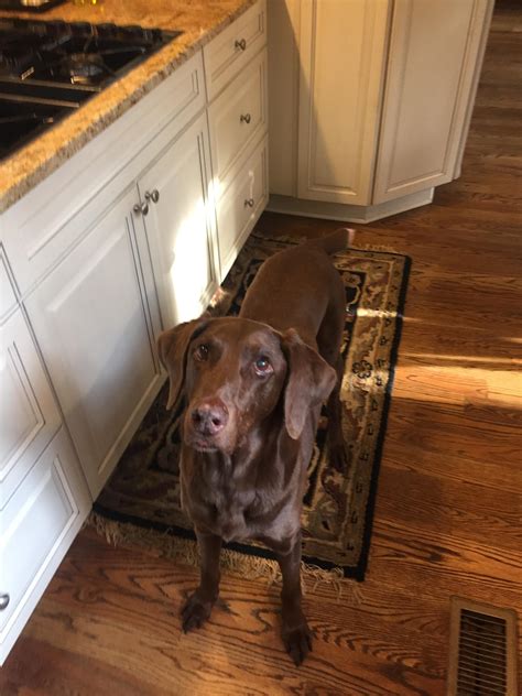 Weimaraner Doberman Mix