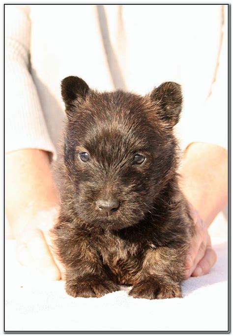 Elevage Du Clan Des Petits Colonels Eleveur De Chiens Scottish Terrier