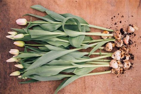 Тюльпан Стронг Лав (Strong Love): описание, посадка и уход, размножение