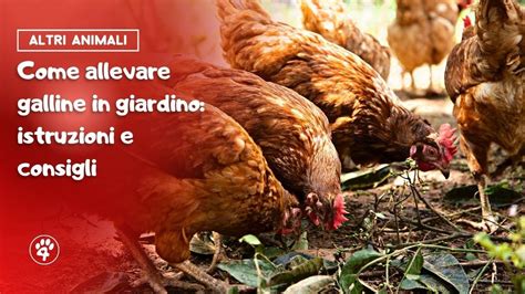 Come Allevare Galline In Giardino Istruzioni E Consigli