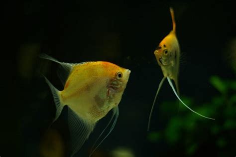 How Do Angelfish Mate? - Your Aquarium Place