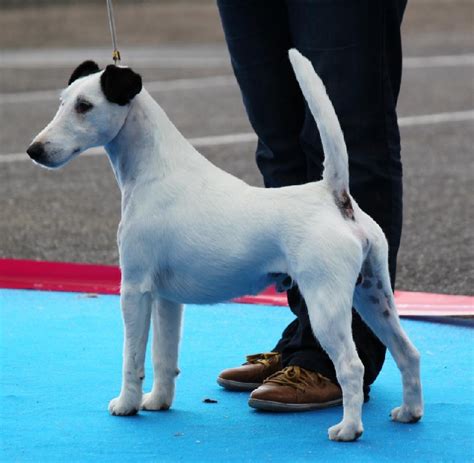 Chien Elevage De La Treviniere Eleveur De Chiens Fox Terrier Poil Lisse