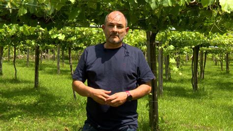 El cultivo de Paco y Lola – VinumPlay