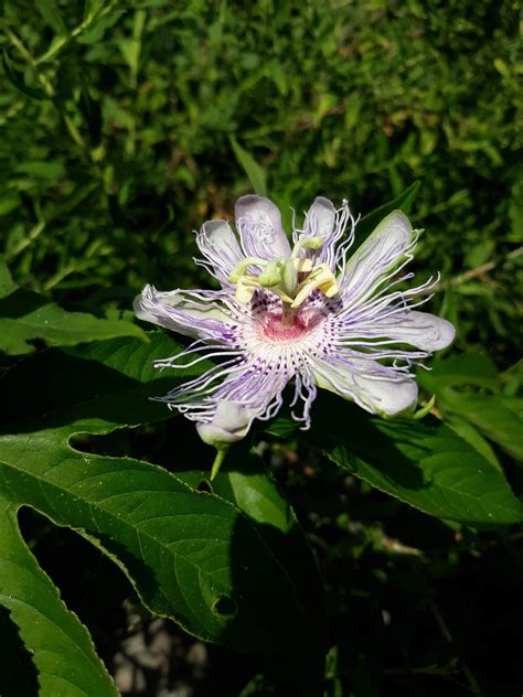 passion flower maypop 6