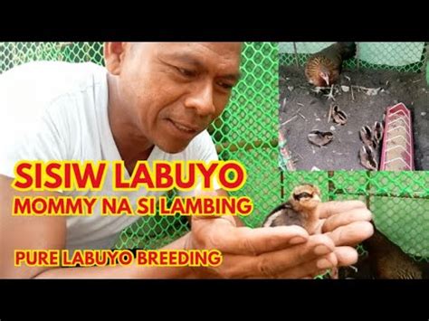 Ep Ang Mga Nag Gagandahang Sisiw Ni Lambing Pure Labuyo Breeding