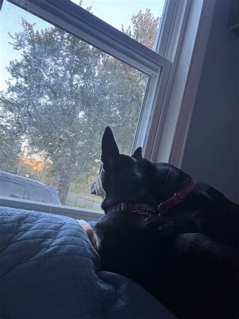 Meet the adorable pets powering Section III’s winter athletes and