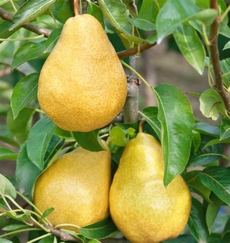 Круша „Вилямова масловка” - Градински център Бела Гардън