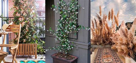 Best Balcony Privacy Plants: 12 Beautiful Ideas to Create a Private ...