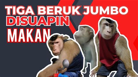 tiga beruk jumbo makanberuklucu youtube