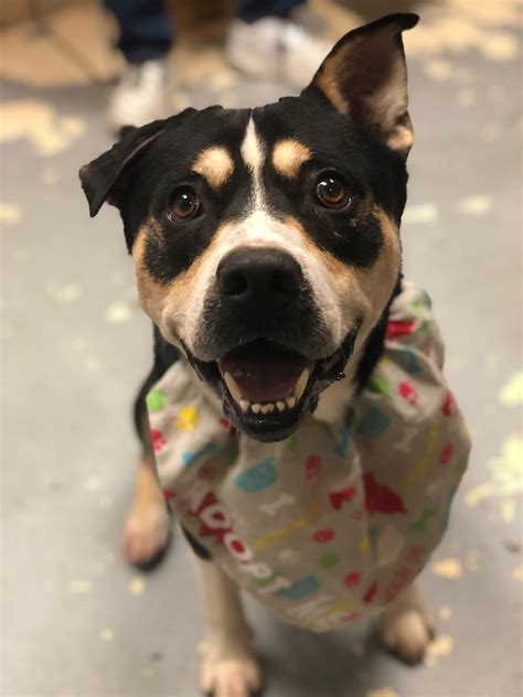 Huntington Animal Shelter - Home | Facebook