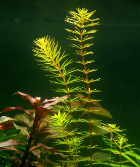 Ротала Бангладеш (Rotala Bangladesh): описание, фото, купить в Челябинске