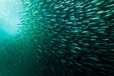 Migraci N De Sardinas En Sud Frica Pictolic