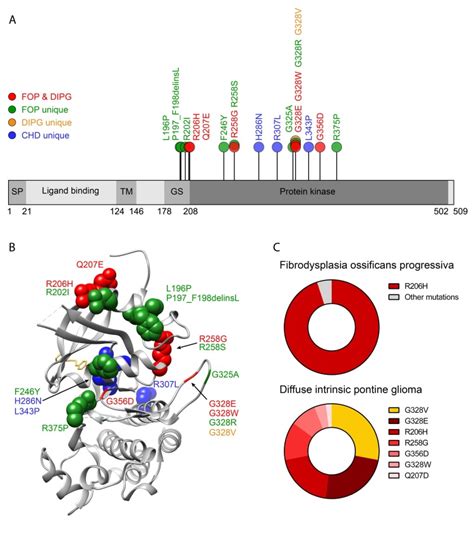 acvr function  health  disease abstract europe pmc