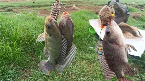 Catching Tilapia With Feeder Fishing Techniques And Tips YouTube