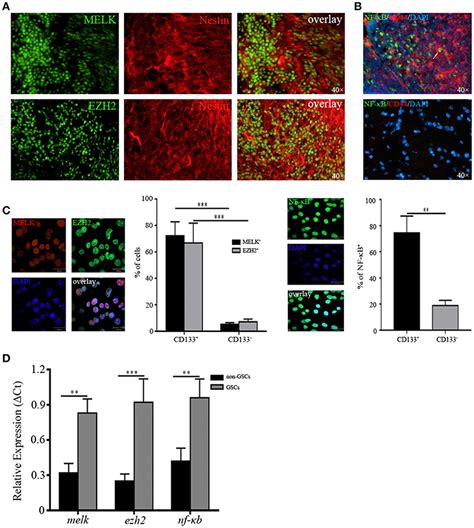 Frontiers EZH2 Phosphorylation Promotes Self Renewal Of Glioma Stem