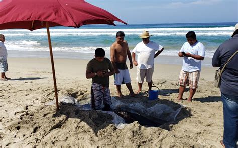 Encuentran A Cet Ceo Varado En Playas De Oaxaca Telediario M Xico