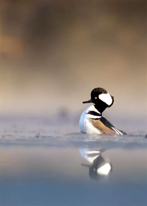 Dsc Early Morning Hooded Merganser Jerry Flynn Flickr