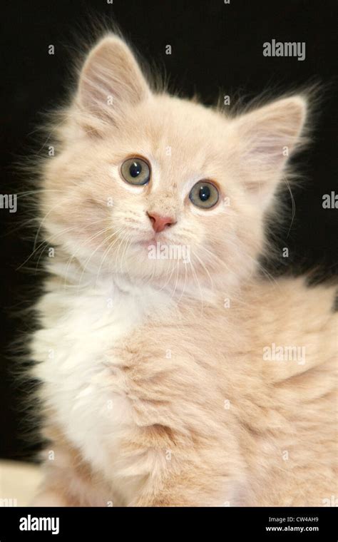 Studio Shot Of Eight Week Old Maine Coon Kitten Stock Photo Alamy